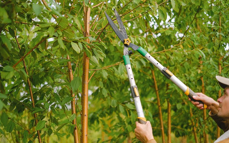 Tree trimming in Mapleton, UT