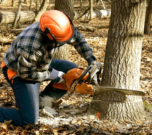 Tree Removal in Mapleton, UT